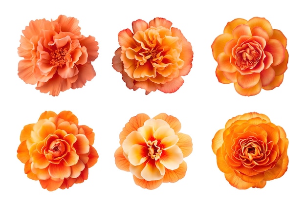 PSD sélection de diverses fleurs de couleur orange isolées sur fond transparent