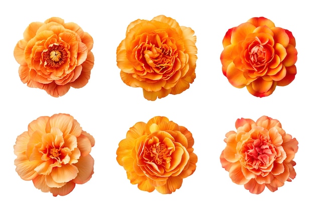 PSD sélection de diverses fleurs de couleur orange isolées sur fond transparent