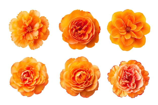 PSD sélection de diverses fleurs de couleur orange isolées sur fond transparent