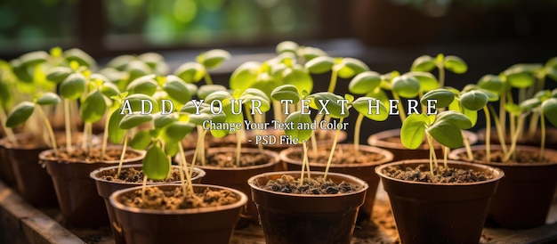 PSD semis de légumes biologiques