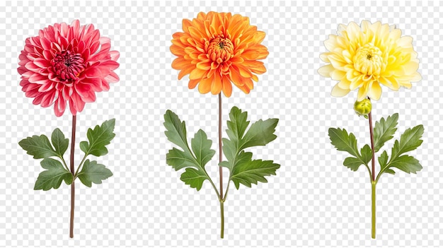 PSD set de fleurs de chrysanthème