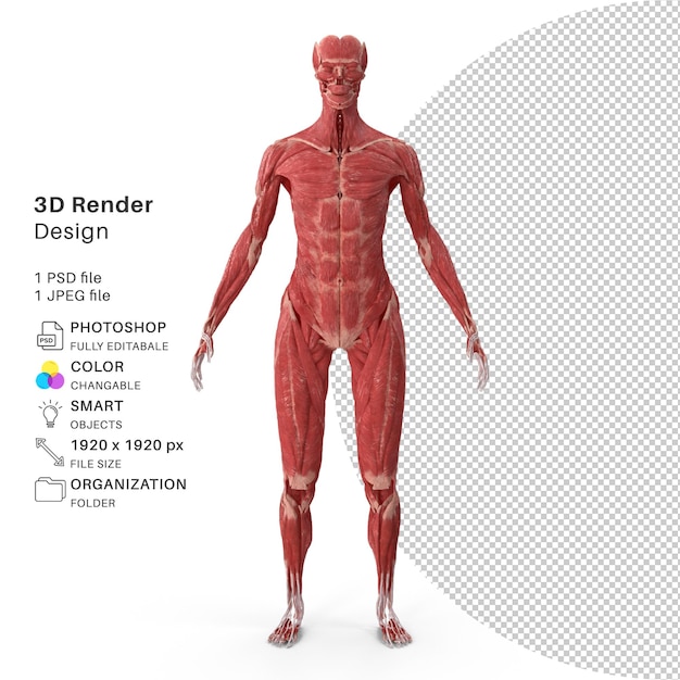 PSD squelette humain 3d avec tissus - image de rendu 3d - realsitic human