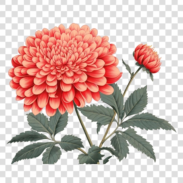 PSD le style d'impression d'art ukiyoe fleur rose astéracée fleur dahlia