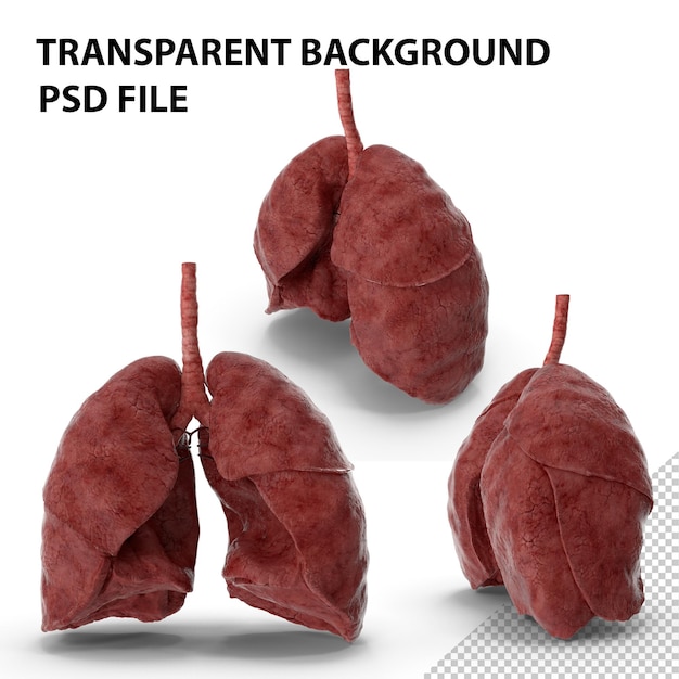 PSD système respiratoire png