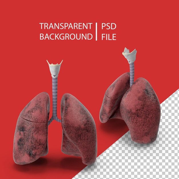 PSD système respiratoire poumons des fumeurs png