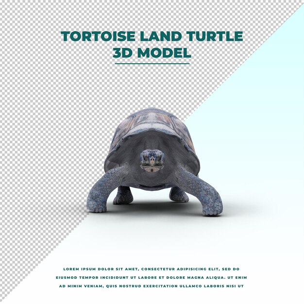 PSD tortue terrestre