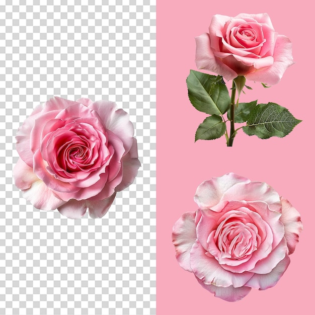 PSD um conjunto de rosas rosa frescas isoladas em fundo transparente