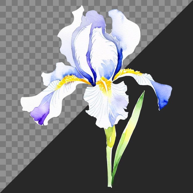 PSD uma ilustração digital de uma única flor de íris azul