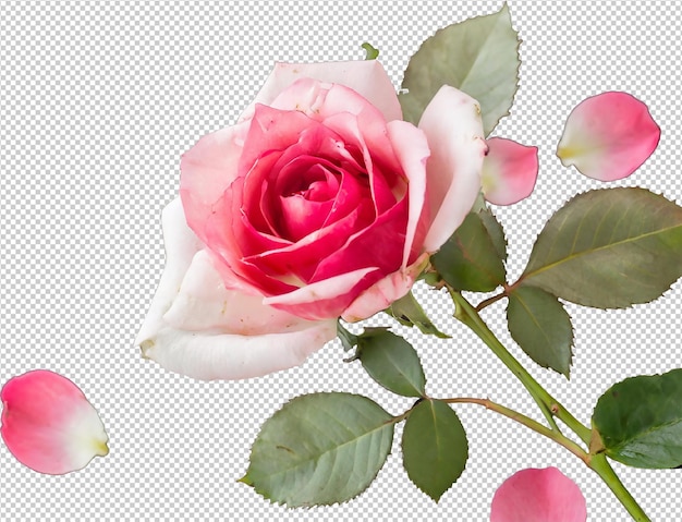 PSD uma rosa e branca com um fundo branco