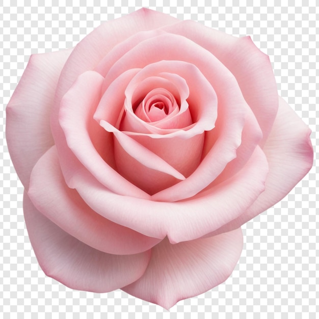 PSD uma rosa rosa com um fundo branco e um fundo transparente