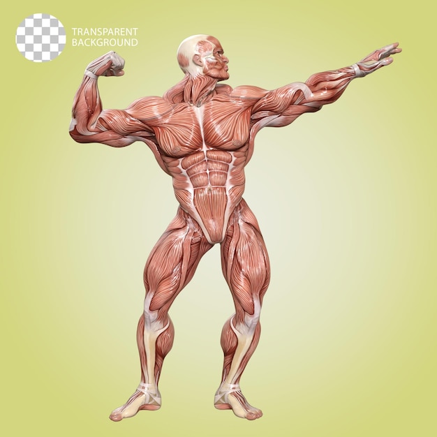 PSD un corpo umano con muscoli bodybuilder posare isolato 3d render illustrazione