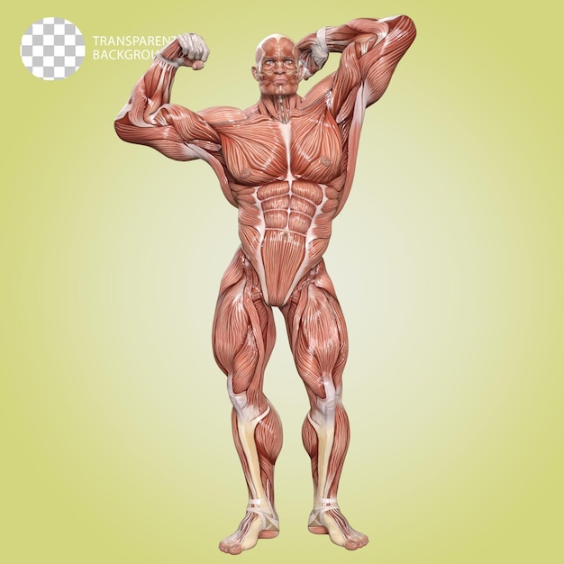 PSD un corpo umano con muscoli bodybuilder posare isolato 3d render illustrazione