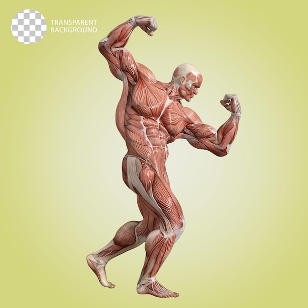 PSD un corpo umano con muscoli bodybuilder posare isolato 3d render illustrazione