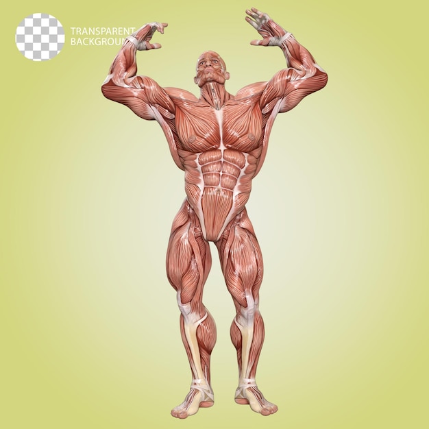 PSD un corpo umano con muscoli bodybuilder posare isolato 3d render illustrazione