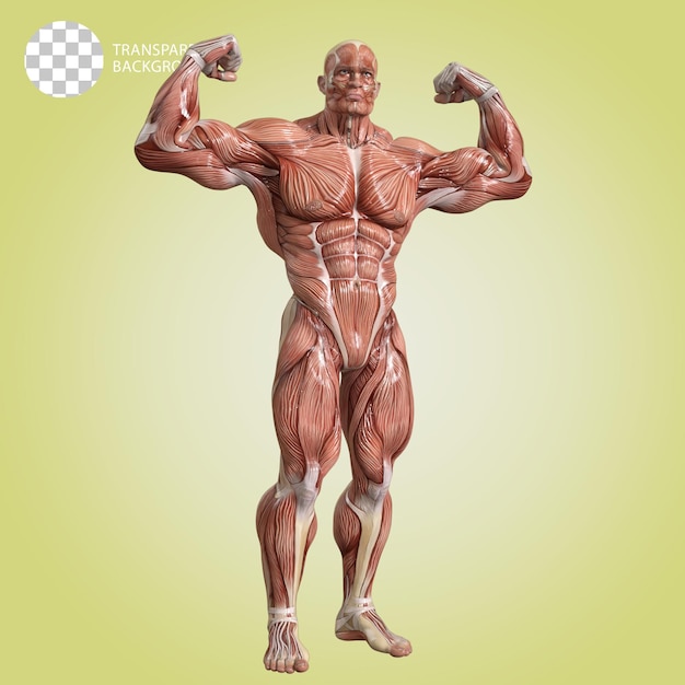 PSD un corpo umano con muscoli bodybuilder posare isolato 3d render illustrazione