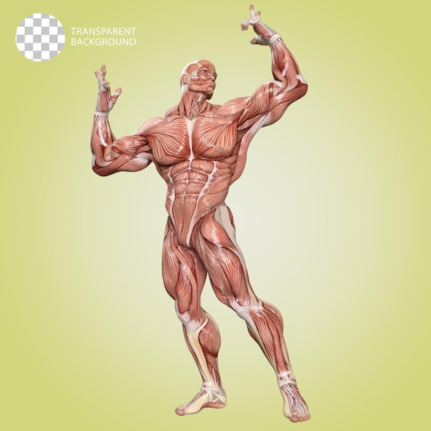 PSD un corpo umano con muscoli bodybuilder posare isolato 3d render illustrazione