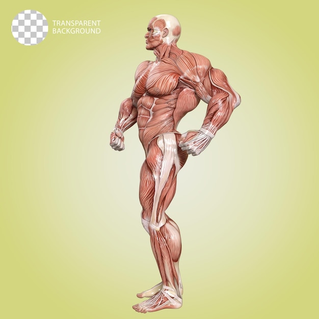 PSD un corpo umano con muscoli bodybuilder posare isolato 3d render illustrazione