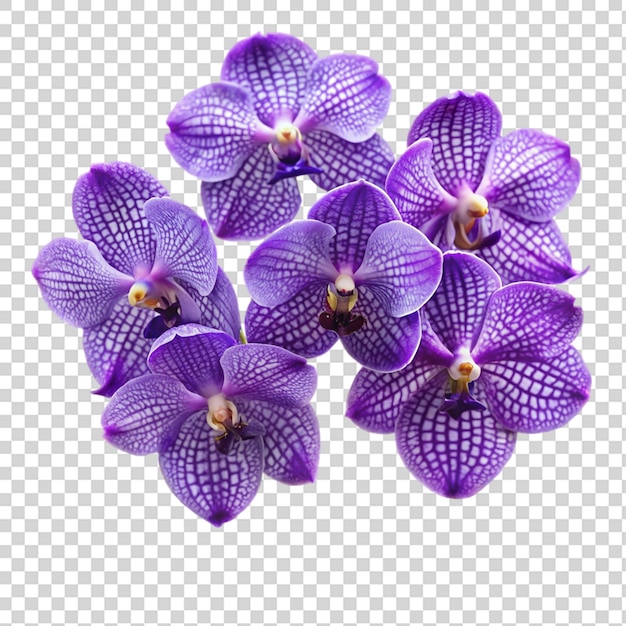 PSD vanda coerulea roxa isolada em fundo transparente