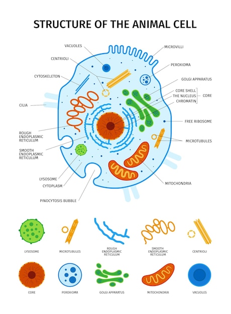 Vecteur gratuit anatomie cellulaire sertie d'icônes isolées d'éléments essentiels de cellules animales avec illustration vectorielle de vue d'ensemble et de légendes de texte