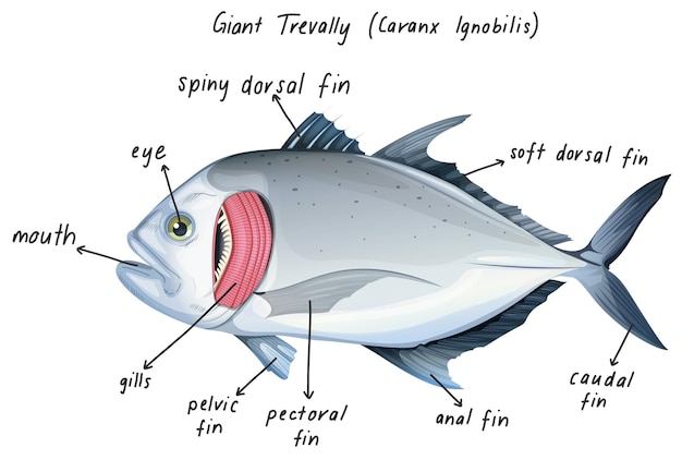 Vecteur gratuit carangue géante (caranx ignobilis)