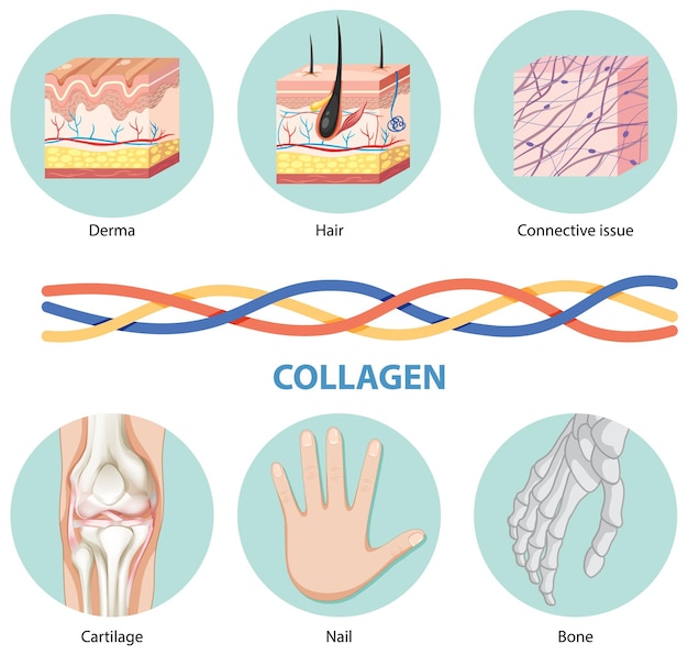 Vecteur gratuit le collagène et ses fonctions corporelles