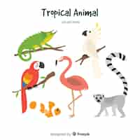 Vecteur gratuit collection d'animaux tropicaux dessinés à la main