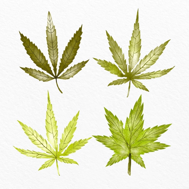 Collection de feuilles de cannabis aquarelle