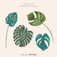 Vecteur gratuit collection de feuilles de monstera