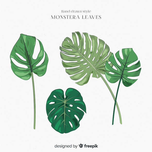 Vecteur gratuit collection de feuilles de monstera