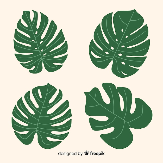 Vecteur gratuit collection de feuilles de monstera