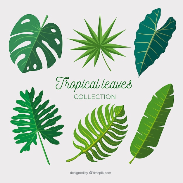 Vecteur gratuit collection de feuilles tropicales au design plat