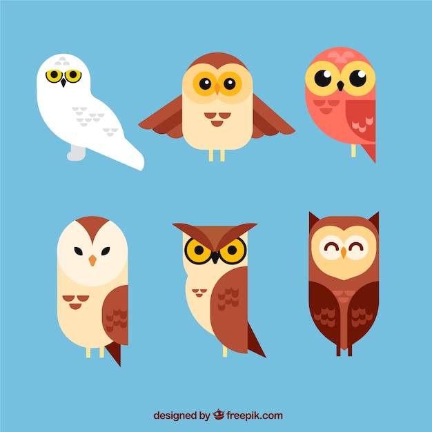 Vecteur gratuit collection de hibou au design plat