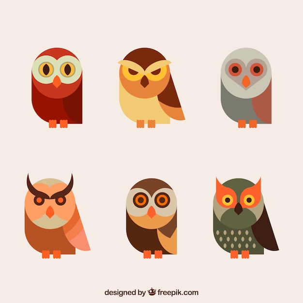 Vecteur gratuit collection de hibou plat