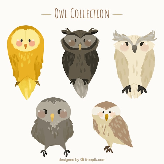 Vecteur gratuit collection de hibou plat