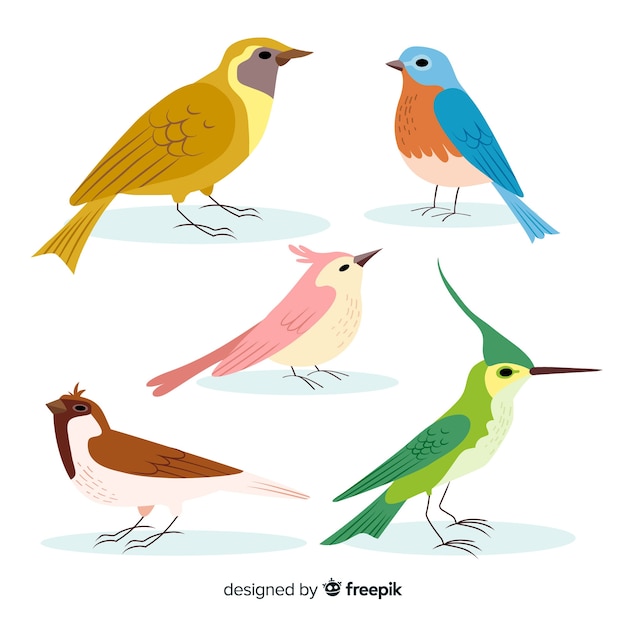 Collection d&#39;oiseaux colorés dessinés à la main