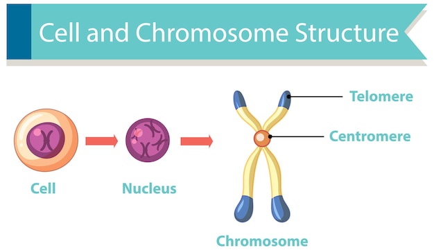 Vecteur gratuit diagramme montrant la structure des cellules et des chromosomes