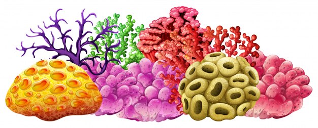 Différentes couleurs de récif de corail