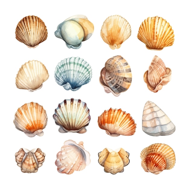 Ensemble de coquillages aquarelles sur illustration isolée clipart de mer