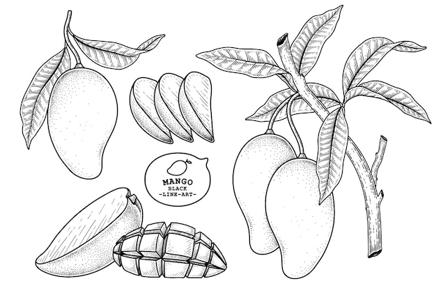 Vecteur gratuit ensemble d'éléments dessinés à la main de fruits mangue illustration botanique