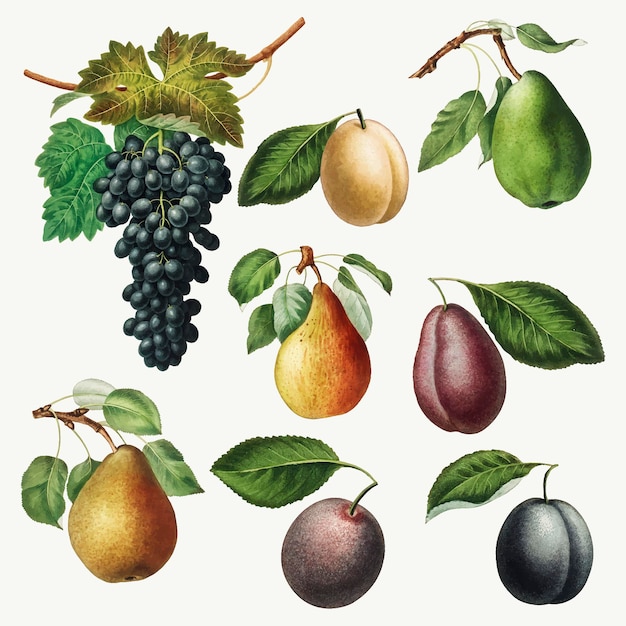 Vecteur gratuit ensemble d'illustration de raisin, de poires et de prunes