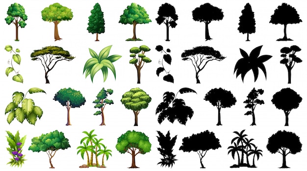 Ensemble de plante et arbre avec sa silhouette