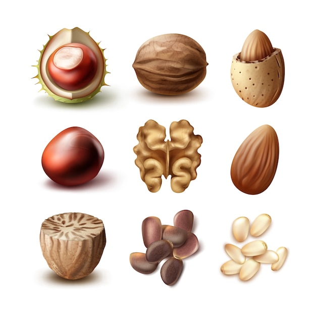 Vecteur gratuit ensemble de vecteur de différentes noix décortiquées, noix non décortiquées, amandes, châtaignes, noix de muscade et dessus de cèdre, vue de côté isolé sur fond blanc