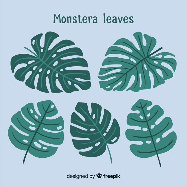 Vecteur gratuit feuilles de monstera dessinées à la main