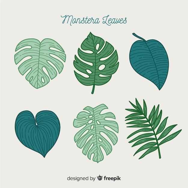 Vecteur gratuit feuilles de monstera dessinées à la main