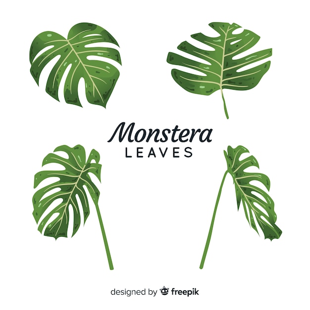 Vecteur gratuit feuilles de monstera dessinées à la main