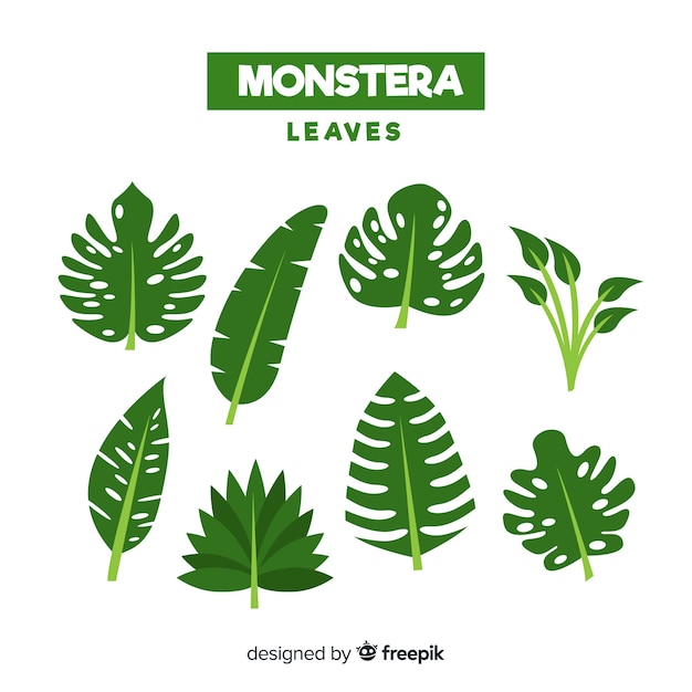 Vecteur gratuit feuilles de monstera