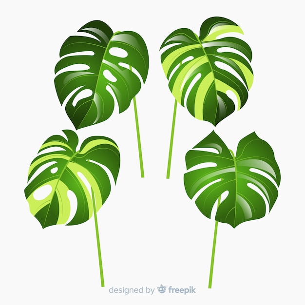 Vecteur gratuit feuilles de monstera