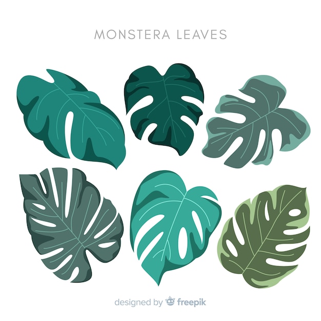 Vecteur gratuit feuilles de monstera