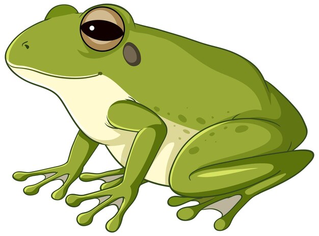 Une grenouille verte sur fond blanc