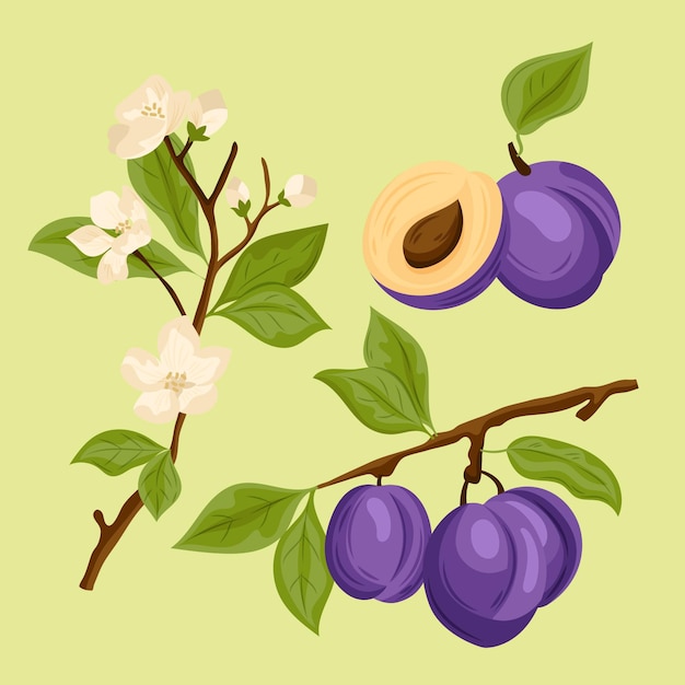 Vecteur gratuit illustration détaillée de fruits et de fleurs de prune